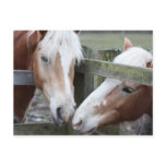 Two Horses Postcard