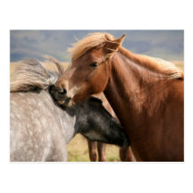 Two horses Postcard