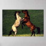 Two Horses posters