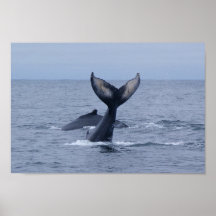 Two Humpback Whales Print