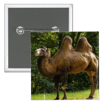 Two Humped Camel Button