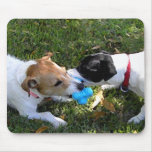 TWO JACK RUSSELLS PLAYING MOUSE PAD