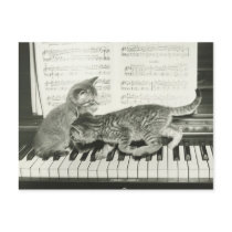 Two kitten playing on piano keyboard, (B&W) Postcards