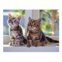 Two Kittens Post Cards