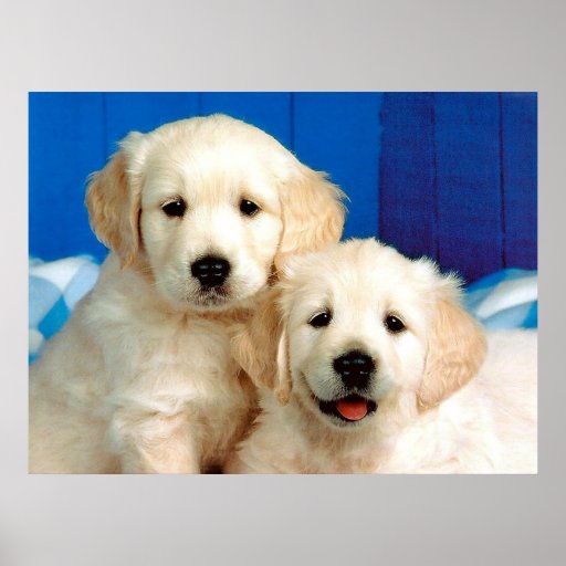 Two labrador pups posters