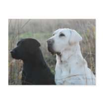 Two Labs Postcard by SwinarskiPhotography Two Labs Postcard