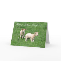 Two Lambs Greeting Card