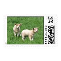 Two Lambs Postage Stamps