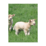 Two Lambs Post Cards