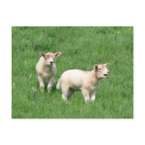 Two Lambs Postcard