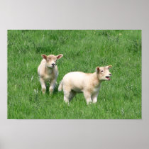 Two Lambs Print