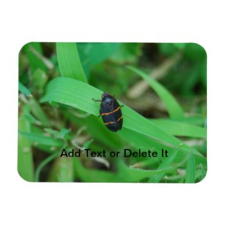 Two Lined Spittle Bug flex magnet