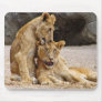 Two Lionesses Cleaning Each Other Mousepad