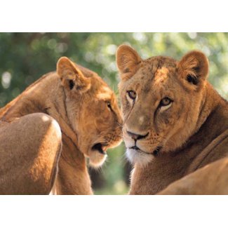 Two Lions card