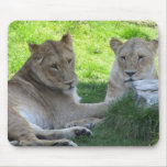 Two lions mousepad
