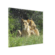 Two Lions Relaxing Gallery Wrapped Canvas