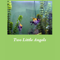 Two Little Angels t-shirts