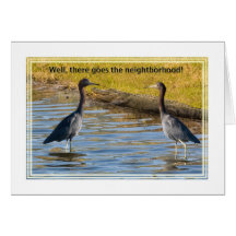 Two Little Blue Herons and an Alligator Card