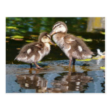 Two Little Duckies Post Cards