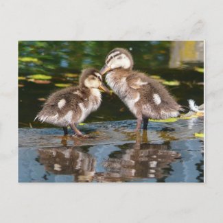 Two Little Duckies postcard