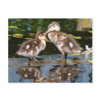 Two Little Duckies postcard