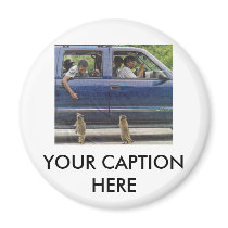 TWO LITTLE RACCONS magnets