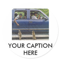 TWO LITTLE RACCONS stickers