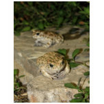 Two little toads - green frog print t-shirts