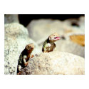 Two Lizards posters by dma847 Two Lizards posters