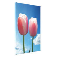 two lovely pink tulip flowers in blue sky. floral canvas print