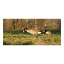 Two Loving Geese Feeding in the Field posters by sexyshirts2 Two Loving Geese Feeding in the Field posters