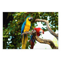 Two Macaws Print