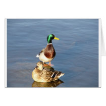 Two mallards greeting card