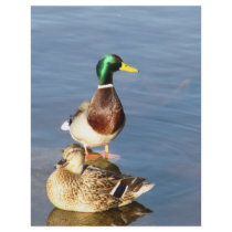 Two mallards flyers by A_Phoenix Two mallards flyers