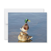 Two mallards invitations