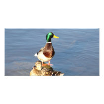 Two mallards photo cards by A_Phoenix Two mallards photo cards