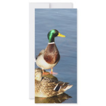 Two mallards rack cards by A_Phoenix Two mallards rack cards