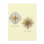 Two marine radiolarians post cards