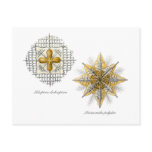 Two marine radiolarians postcards