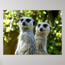 Two Meerkats Poster