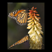 Two Monarchs posters