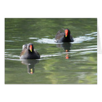Two Moorhens cards
