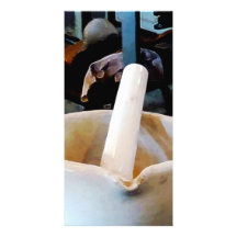 Two Mortars and Pestles in Lab Personalized Photo Card