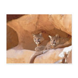 two mountain lions postcard