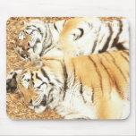 Two Napping Tigers mousepads