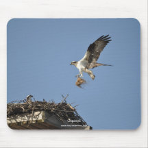 Two Nesting Ospreys, Flying Raptors, Wildlife Mousepad