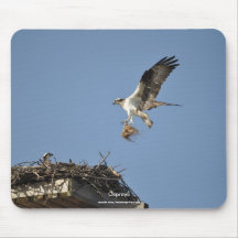 Two Nesting Ospreys, Flying Raptors, Wildlife Mousepad