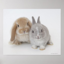 Two Netherland Dwarf and Holland Lop bunnies Posters