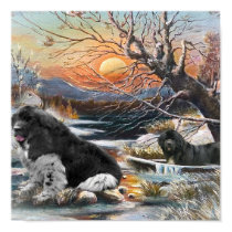 Two Newfies Posed on Wintery Brook with Setting Su posters by friskybiz Two Newfies Posed on Wintery Brook with Setting Su posters