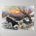 Two Newfies winter scene Print
